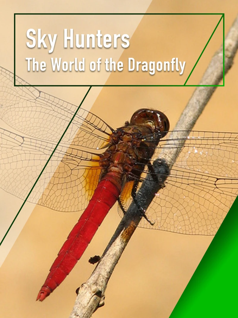 Sky Hunters - The World of Dragonfly Sky Hunters - The World of Dragonfly